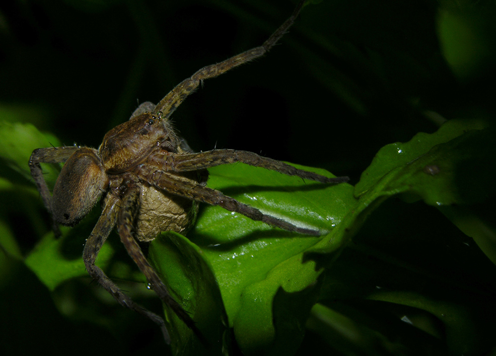 Dolomedes sp.